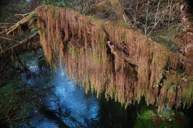 Hoh rain forest